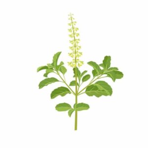 plants healing cough