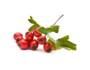 Hawthorn benefits
