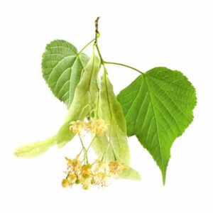 The Linden flower benefits