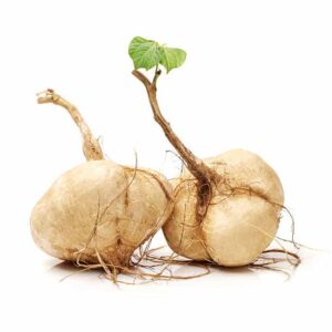 Jicama Benefits