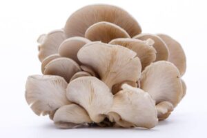 Oyster Mushrooms Benefits 