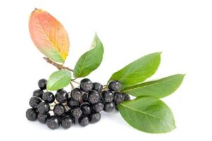 Aronia benefits