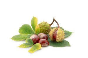 chestnut benefits