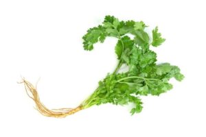 cilantro benefits