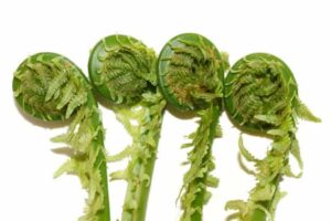 Fiddleheads