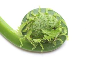 Fiddleheads