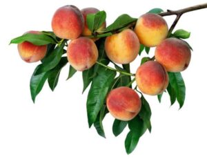 Peaches