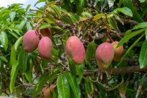 Mango benefits