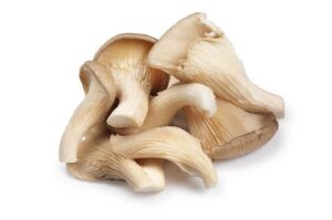 Oyster mushroom