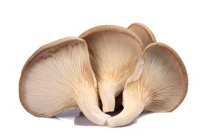 Oyster mushroom benefits