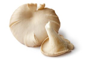 Oyster mushroom