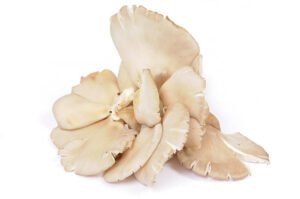 Oyster mushroom benefits