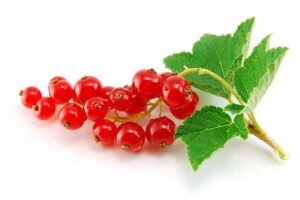 Red Currants