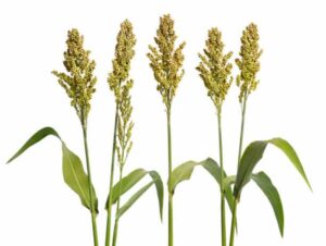 Sorghum benefits