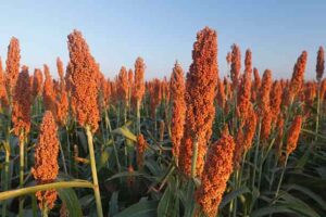 Sorghum