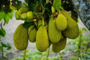 jackfruit benefits