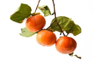 persimmons