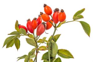 Rose Hip