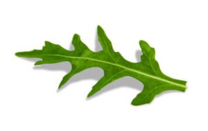 Arugula