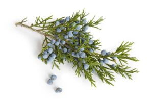 Juniper berries