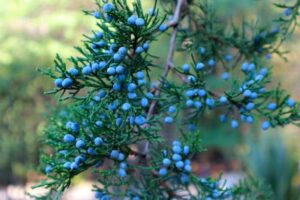 Juniper berries