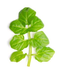 Watercress benefits