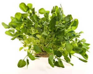 Watercress 