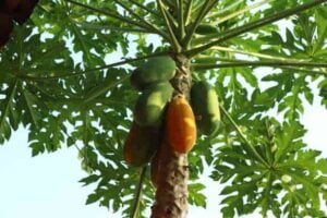 papaya benefits