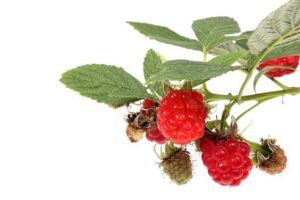 wineberries benefits
