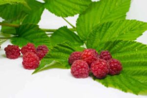 wineberries benefits