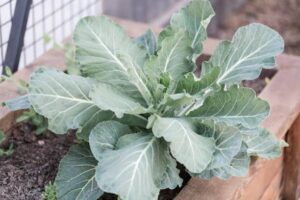 Collard greens benefits