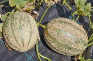 Cucumis melo benefits