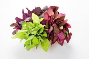 Garden orach