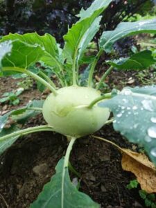 Kohlrabi benefits