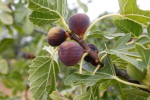Figs benefits
