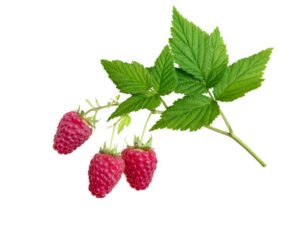 raspberry benefits