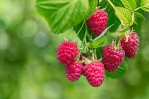 raspberry benefits