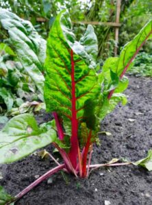 Red beetroo