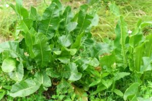 Horseradish benefits