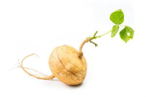 Jicama benefits