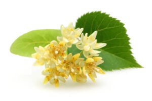 Linden flower