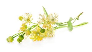 Linden flower benefits