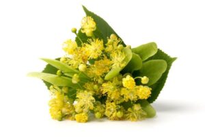 Linden flower benefits
