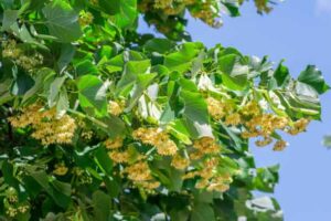 Linden flower benefits