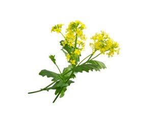 Mustard greens benefits