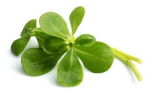 Purslane