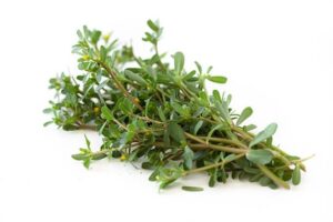 Purslane