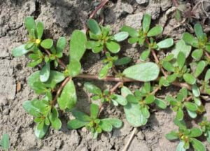 Purslane benefits