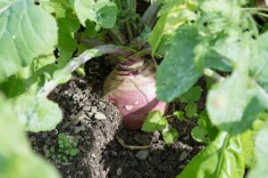 Rutabaga benefits