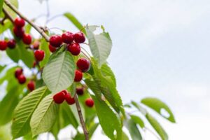 Sour cherries
